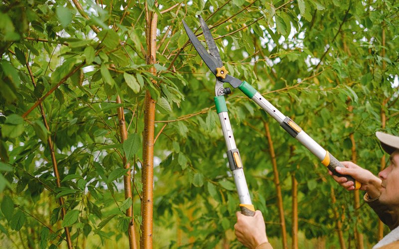 Tree trimming in Nellis, WV