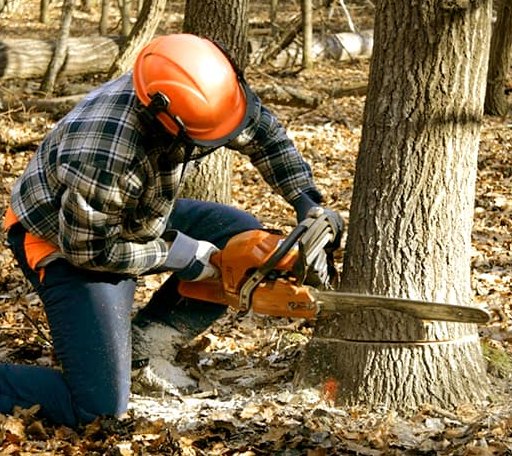 Tree Removal in Nellis, WV